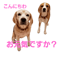 ビーグル犬のキックとパンチの日々パート3 Line スタンプ Line Store