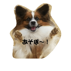 papillon harukun