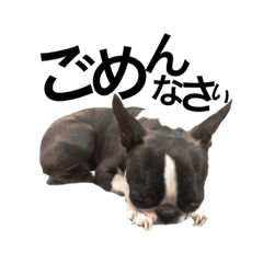 Soliloquy of the Boston terrier.