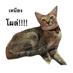 family cat JM