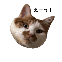 Healing of familys mind,cute cat Shuhei