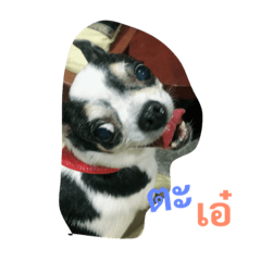 nong kik ka