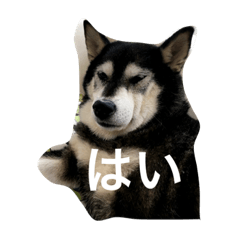 KURO Shiba HAGUMI