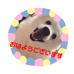 Various japanese spitz