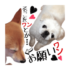 Shiba dog Yuki and peach