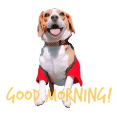 Wonderbeagle:Topeco