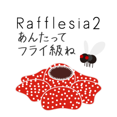 Rafflesia arnoldii 2