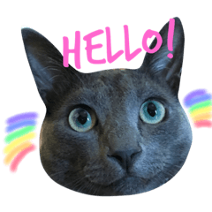 Cat's daily stickers (Russian Blue)