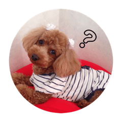 Pretty Poodle Sophie
