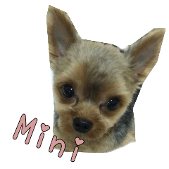A Yorkshire Terrier called Mini