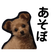 puuko2