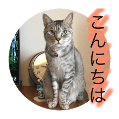 sabakichi(cat)