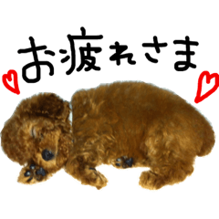 toy poodle moco^^