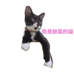 喜喜cat