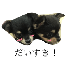 Chihuahua Koharu