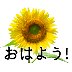 A Floral Message Sunflower Part2 Stickers Line Line Store