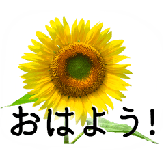 A floral message! Sunflower Part2