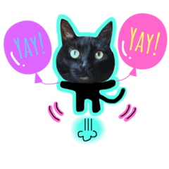 Ruru the black cat's daily stickers