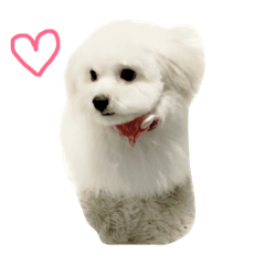 my lovely dog ciel