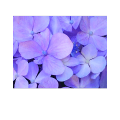Hydrangea purple