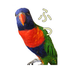 Gal the Lorikeet no.1