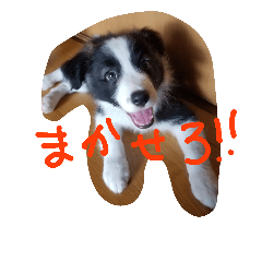 Border CollieKUKU2