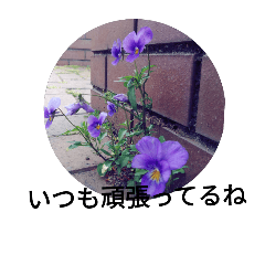 FLOWERS WITH  PHRASES