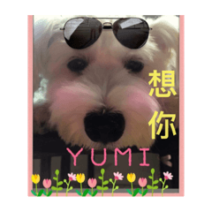 cute -yumi