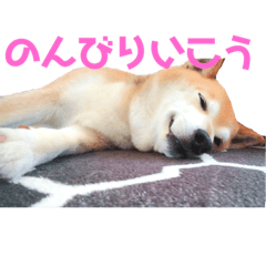 Shibainu Ume