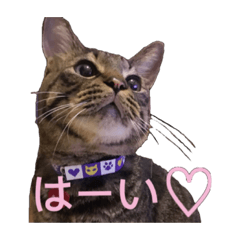 brown tabby UNI-Kun2