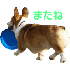 corgi,Allen