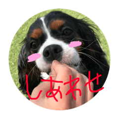 Hachi no nichijyou.