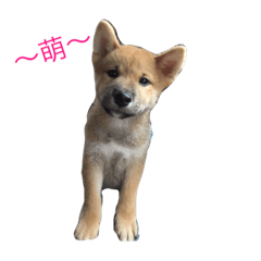 小奇逼逼的異想世界