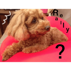 Pretty Poodle Sopfie 2
