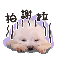 酷吉的日常貼圖