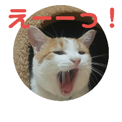 Okaka goes!