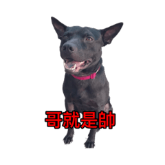 Taiwanese  dogs-Lele