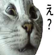 Old Lady Cat - Ava Chan (Japan)
