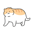 A cute fat cat