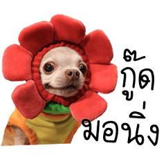 Wasabi Happy Dog V.2