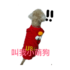 Brown sugar dog