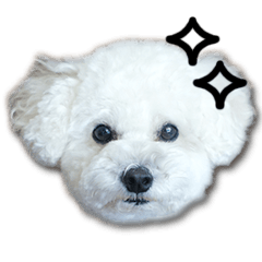 White Toy Poodle's Lovely-chan