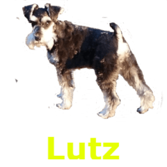 lutz2