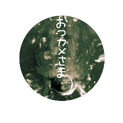 turtle stickers