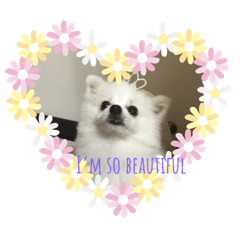 Li QQ Love You