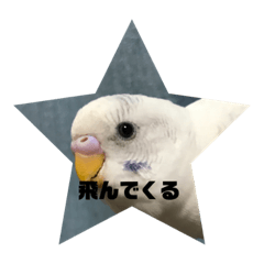parrot's life