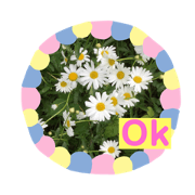Ohana no okotoba