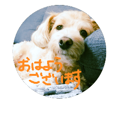 inuzanmai