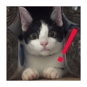 cherry-cat