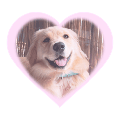 Golden retiever Stella .
